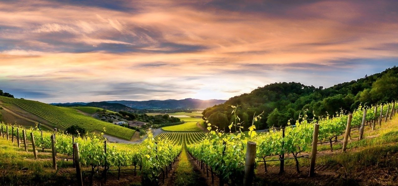Blankiet Vineyards - Wine Paths